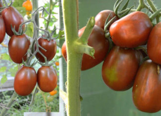 Преимущества и недостатки сорта томатов “Черный мавр” Отзывы о преимуществах и недостатках сорта помидор Черный мавр