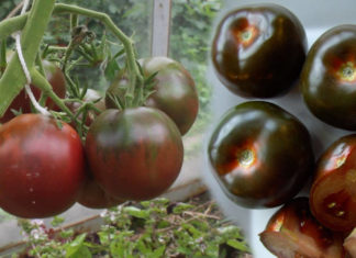 Преимущества и недостатки сорта томатов “Черный принц” Характеристика сорта томатов Черный принц