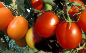 Преимущества и недостатки сорта томатов “Де Барао” Отзывы о плюсах и минусах сорта помидор Де Барао