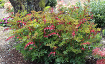 Дицентра – цветок с «разбитым сердцем»: условия выращивания в открытом грунте Агротехника выращивания дицентры в открытом грунте