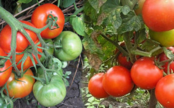 Рейтинг плюсов и минусов сорта томата Джина