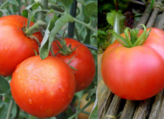 Рейтинг томата сорта Хлебосольный