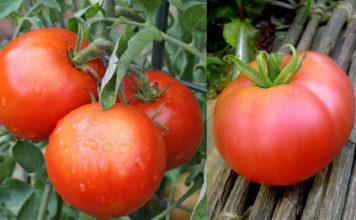 Преимущества и недостатки сорта томатов “Хлебосольный” Рейтинг томата сорта Хлебосольный