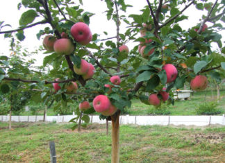 Описание внешнего вида яблони Соколовское