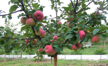 Характеристики, особенности и нюансы сорта карликовых яблонь Соколовское Описание внешнего вида яблони Соколовское