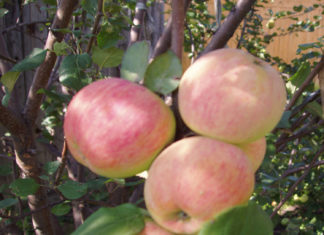 Урожай яблок сорта Солнышко