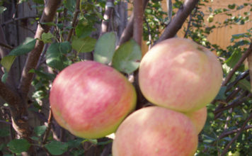 Карликовая яблоня сорта Солнышко – ее характеристики и параметры, отзывы и рейтинг Урожай яблок сорта Солнышко