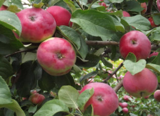 Преимущества и недостатки сорта яблони Жигулевское