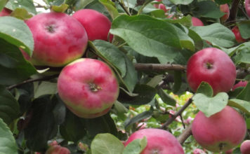 Преимущества и недостатки сорта яблони Жигулевское