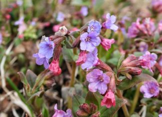 Медуница неясная (P. obsuera)