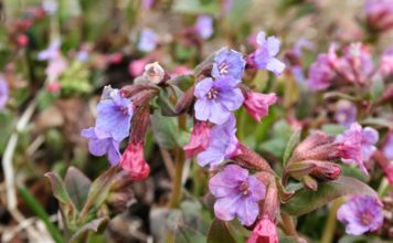 Медуница неясная (P. obsuera)