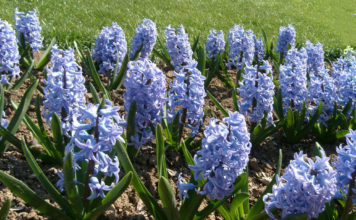 Гиацинт Литвинова