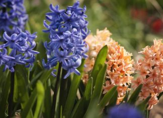 Посадка и уход за гиацинтами на даче