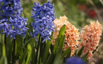 Посадка и уход за гиацинтами на даче