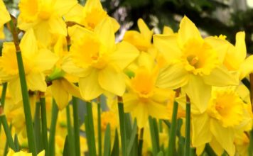Когда, как и где сажать нарциссы. Эффективные советы по выращиванию в открытом грунте