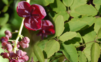 Выращиваем Акебию – восточную лиану-кустарник у себя на даче Выращивание акебии в саду на даче