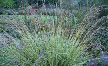 Молиния выращенная в саду